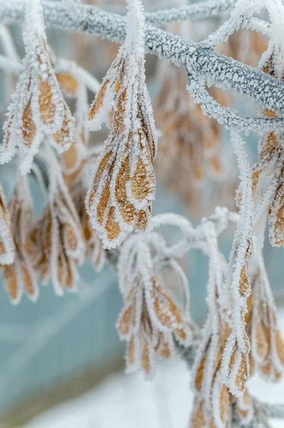 Kış doğası. Maple catkins don kaplı