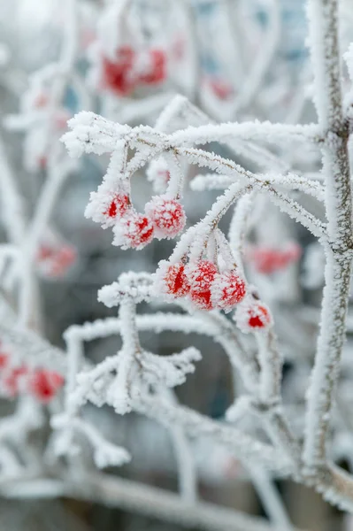 Winter Nature Viburnum Berries Covered Frost — Stock Photo, Image