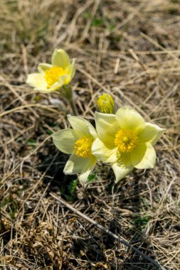 Pulsatilla patenlerin sarı çiçekleri. Pasqueflower