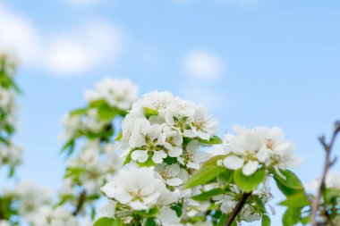 Yazın açan armut ağacı.