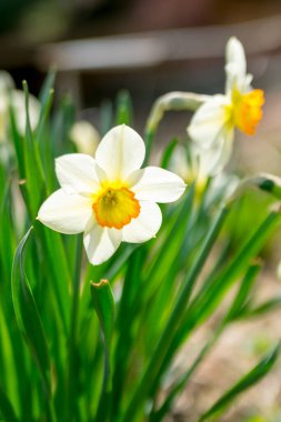Güneşli bir bahar bahçesinde nergisler