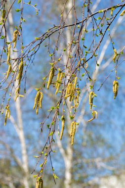 Bahar ormanı. Birch catkins. Çiçek açan huş ağacı