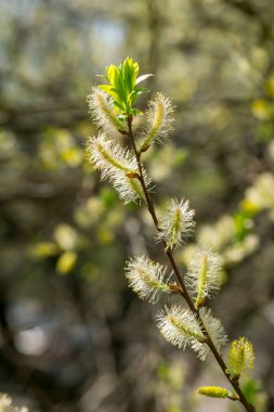 Bahar ormanı. Çiçekli söğüt ağacı