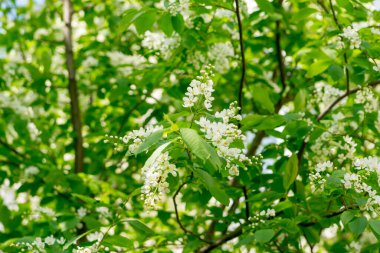 Bahar ormanı. Kuş kiraz çiçekleri