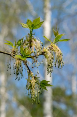 Bahar ormanı. Küpe akçaağaç