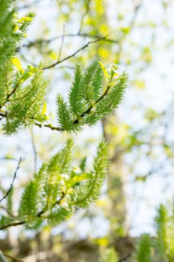 Bahar ormanı. Çiçekli söğüt ağacı (salya lasiolepis)) 