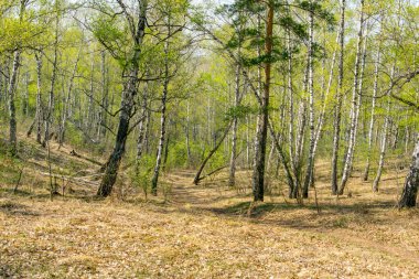 Bahar huş ağacı ve çam ormanlarında bir patika.