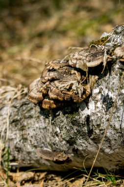 Eski bir huş ağacının gövdesinde mantarlar