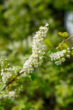 Bahar ormanı. Kuş kiraz çiçekleri