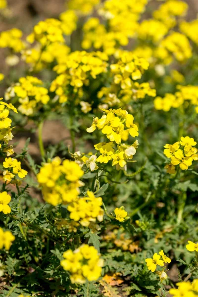 Bahar ormanı. Çiçek açan deniz dikenleri.