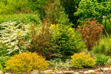 Bahar bahçesi: ağaçlar arasında renkli çalılar