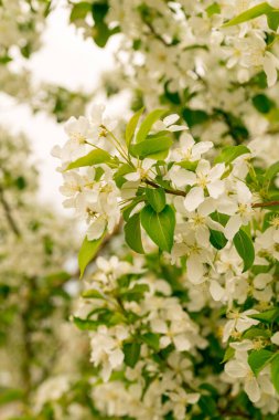 Şehir caddesinde çiçek açan bir elma ağacı