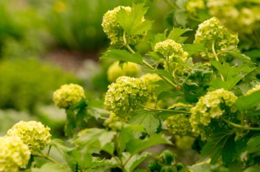 Çiçekli viburum çalısı Boulle-de-neig. 