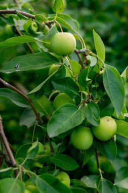 Yaz bahçesindeki bir elma dalında yeşil elmalar
