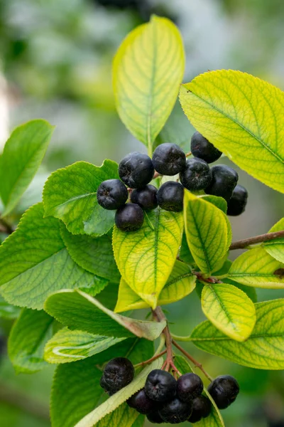 Aronia Melanocarpa Berries Green Foliage — Stock Photo, Image