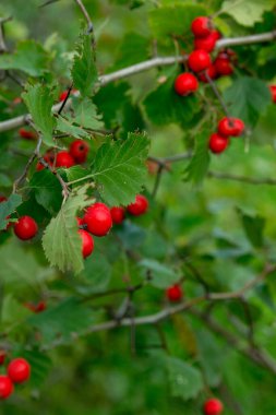 Yeşil yaprakların arasında kızıl dikenli üzümler