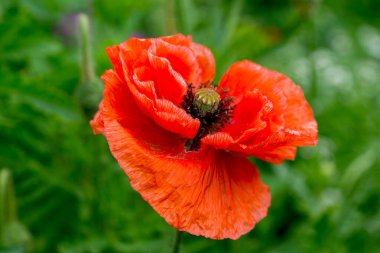 Kırmızı gelincik yaz bahçesinde