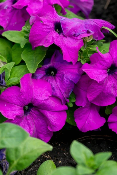 Hermosa Petunia Púrpura Jardín Verano —  Fotos de Stock