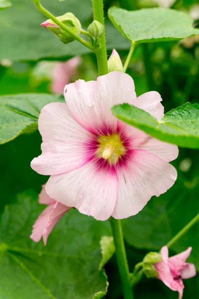 Ροζ Λουλούδι Μολόχας Στον Καλοκαιρινό Κήπο — Φωτογραφία Αρχείου