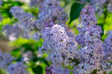 Güneşli bir günde çiçek açan leylak çalısı