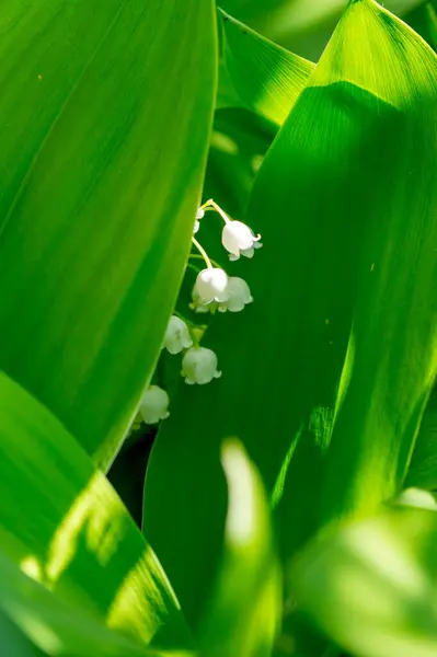 Liliom Völgyből Virágok Egy Napsütéses Tavaszi Napon Convallaria Majalis Ban — Stock Fotó