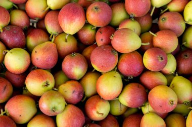 Bahçeden olgun kırmızı armutlar