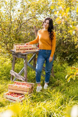 Genç bir kadın sonbahar bahçesinde elma topluyor.