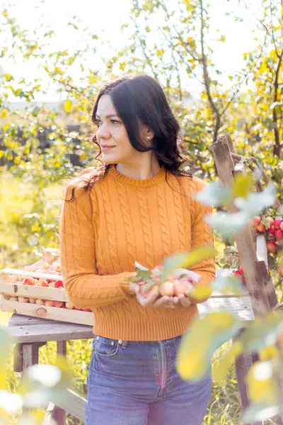 Une Jeune Femme Cueille Des Pommes Dans Jardin Automne — Photo