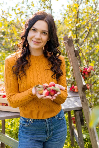 Une Jeune Femme Cueille Des Pommes Dans Jardin Automne — Photo