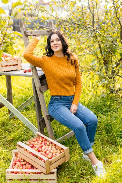 Uma Jovem Mulher Pega Maçãs Jardim Outono — Fotografia de Stock