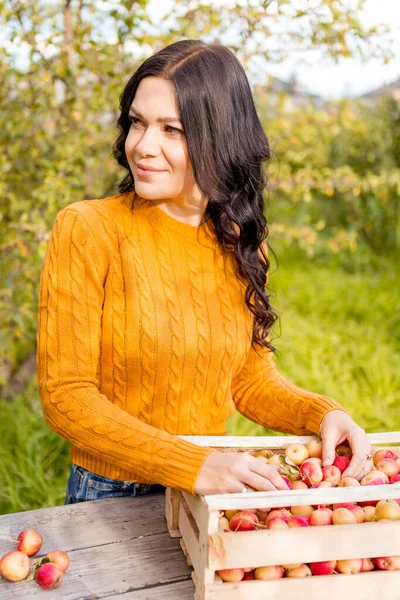Młoda Kobieta Zbiera Jabłka Jesiennym Ogrodzie — Zdjęcie stockowe