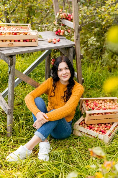 Une Jeune Femme Cueille Des Pommes Dans Jardin Automne — Photo