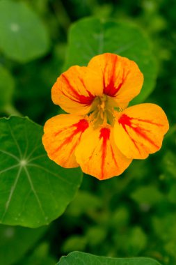 Parlak çizgili açık turuncu bahçe çiçekleri (tropeolum)