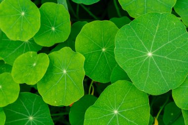 Bahçe çiçeğinin süslü yaprakları (tropaeolum))