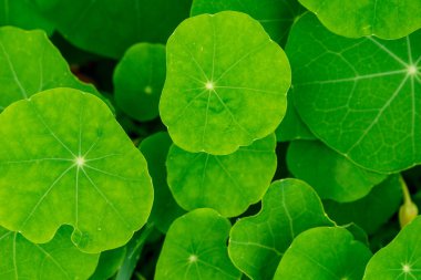 Bahçe çiçeğinin süslü yaprakları (tropaeolum))