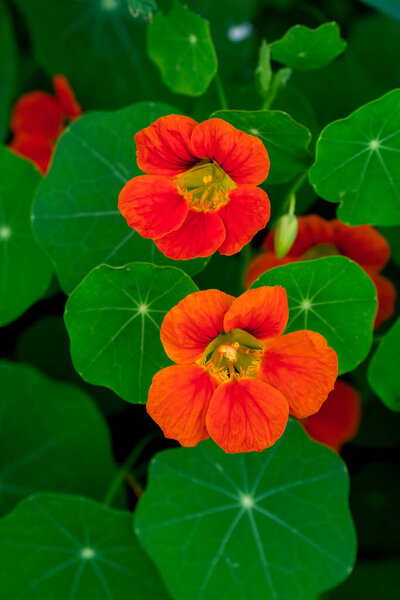 Апельсиновые цветы садового настурция (tropeolum) 
