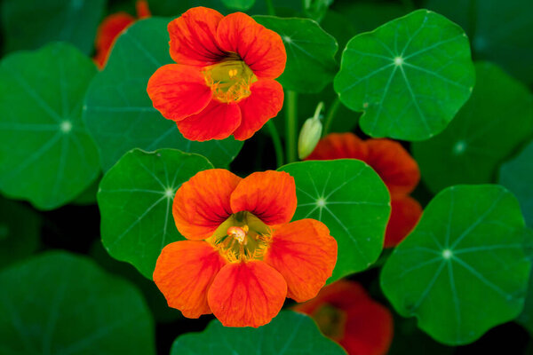Апельсиновые цветы садового настурция (tropeolum) 