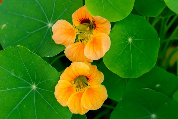 Ljusorange Blommor Trädgårdspasturtium Tropeolum — Stockfoto