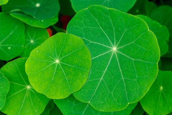 Bahçe çiçeğinin süslü yaprakları (tropaeolum))