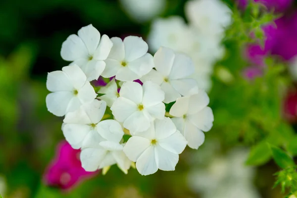 Phlox Paniculata Jaarlijkse Phlox Zomertuin Witte Bloemen — Stockfoto