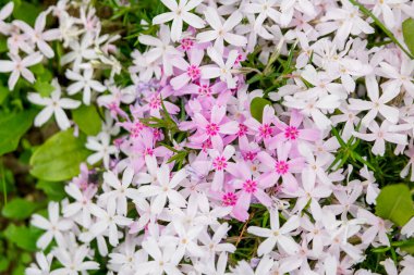 Phlox Subulata yaz bahçesinde. Pembe ve beyaz çiçekler.
