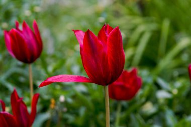 Yaz bahçesinin yeşillikleri arasında kırmızı laleler.