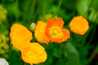 Sarı ve turuncu gelincikler ve sarı pudingler (papaver)