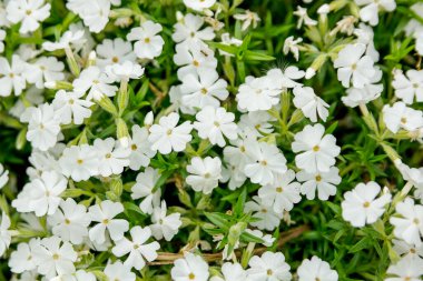 Phlox Subulata yaz bahçesinde. Beyaz çiçekler.