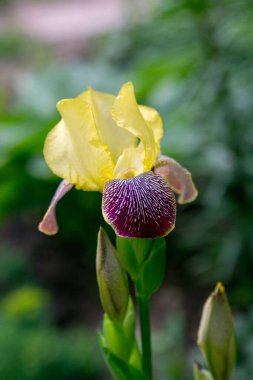 Yaz bahçesinde sarı irisler (alevli ejderha))