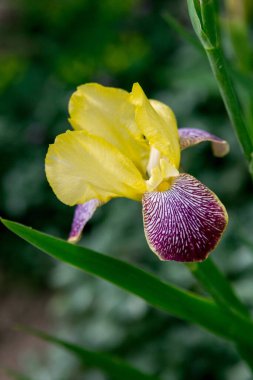 Yaz bahçesinde sarı irisler (alevli ejderha))