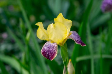 Yaz bahçesinde sarı irisler (alevli ejderha))