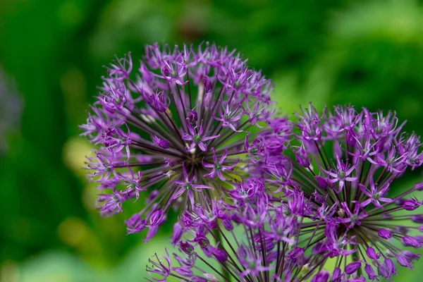 Allium Atropurpureum Jardín Verano Flores Moradas Decorativas — Foto de Stock