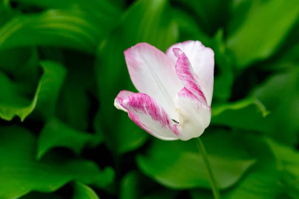 Tulipas Brancas Com Afiação Rosa Jardim Primavera — Fotografia de Stock