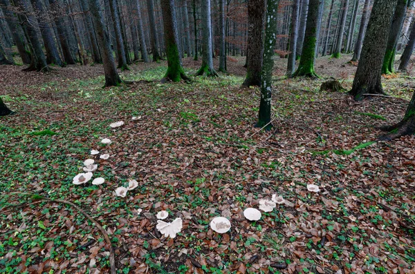 fairy ring, mushroom circle in a primary forest in the austrian alps